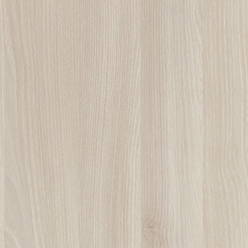 Светла акация Лейкланд